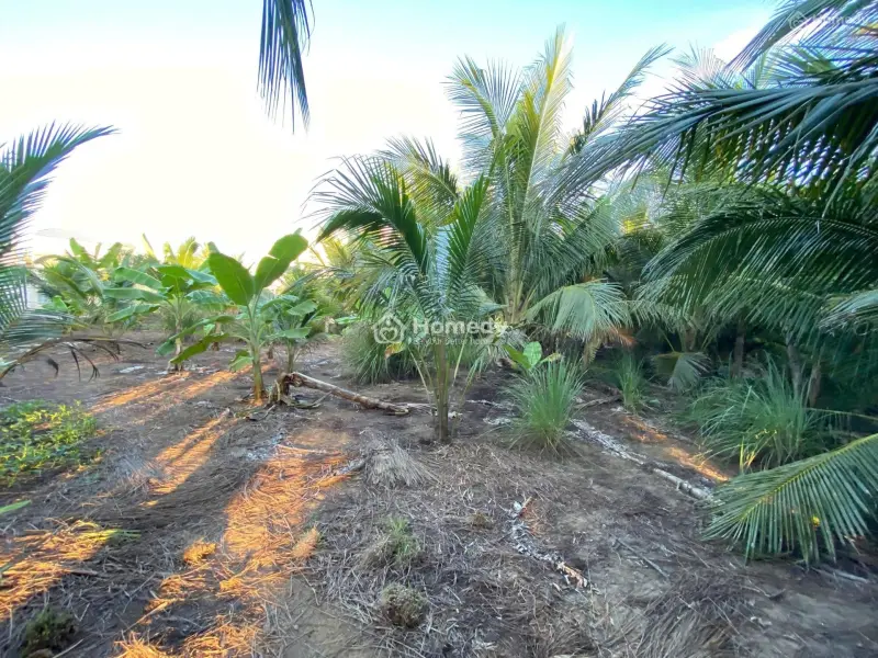 Cần Bán Đất Mặt Tiền Bình Thới - Bình Đại- Bến Tre (Củ)