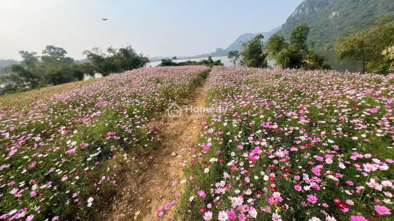 Cần Bán Dãy Shophouse Liền Kề Dự Án Utopia Hòa Bình