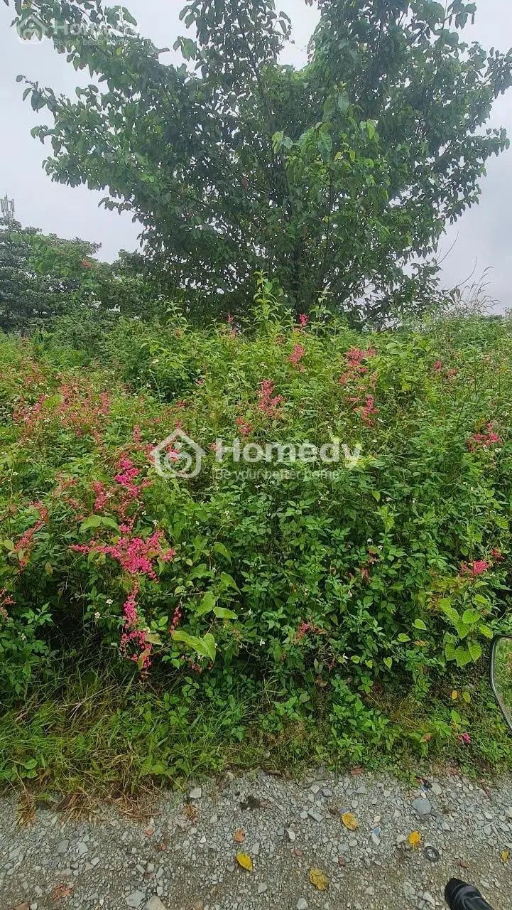 174M2 Ful Thổ Cư Giá 11,8 Tỷ Đường 2 Ô Tô Phường Long Trường, Quận 9