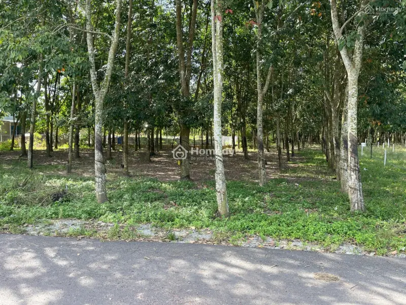 Bán Miếng Đất Ngang Khủng Tại Phước Thành Tphcm 10X50 Giá 1 Tỷ 350