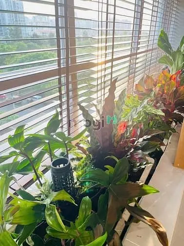 Cho Thuê Nhanh Căn Hộ Garden Court 1 Phú Mỹ Hưng Giá Rẻ