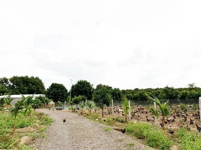 Bán 13.623 M² Đất Vườn Trái Cây | Xuân Bắc - Đồng Nai |Giá Chỉ 570Tr/1