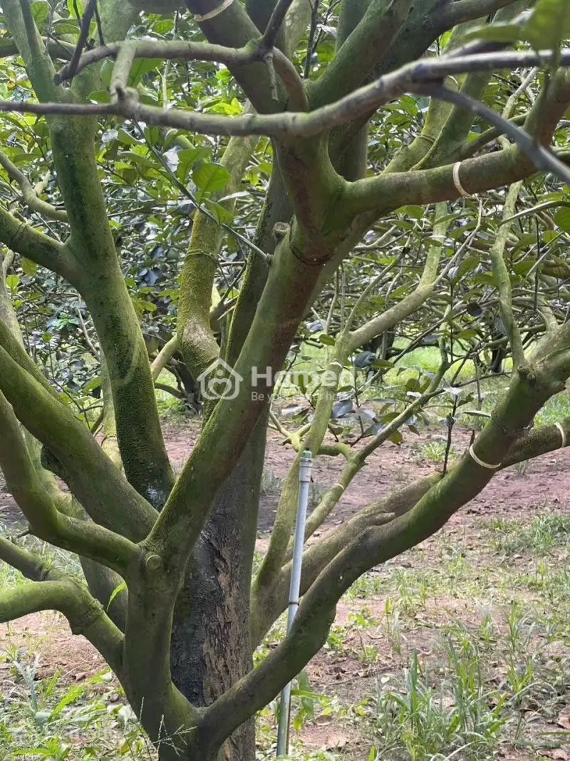 Đất Đẹp Hiếm Đường Ô Tô Tránh Xã ­Trừ Văn Thố Dt 250M2 . Giá Chỉ 950 Triệu