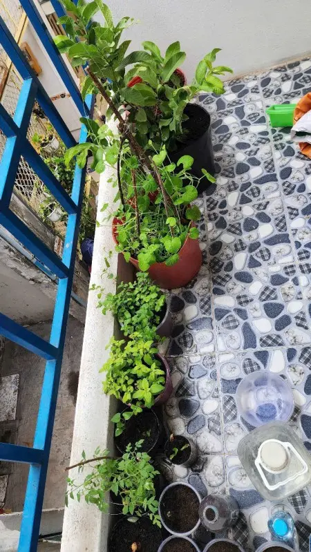 Cho Thuê Nhà Hẻm Nguyên Căn Nguyễn Hữu Cảnh Có Gác Suốt