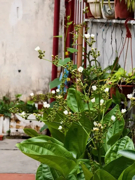 Hot!!!!!!! Cho Thuê Phòng Trọ 25M2 - Gác Xép - Gần Chợ - 1Triệu8 - Tân Khai - Vĩnh Hưng