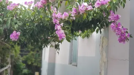 Cho Thuê Phòng Có Wc Riêng, An Ninh, Sân Vườn Thoáng Mát, Giá Chỉ 2Tr/Th