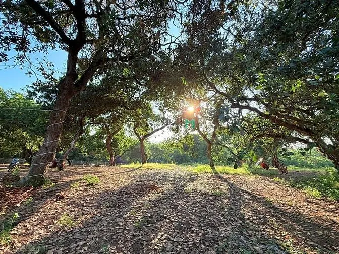 Chính Chủ Cần Bán 1100M2 Đất Vườn View Hồ Trị An - Giá 995Tr