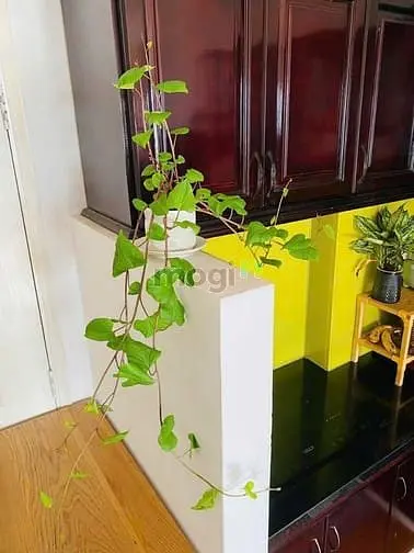 Chung Cư An Dương Vương, Q5: 72M2, 2P Ngủ, Nội Thất, 9Tr/Th