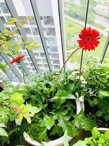 Bán Và Cho Thuê Ch Eco Green 80M2 Giá Thị Trường, Vị Trí Đẹp,Cao Cấp