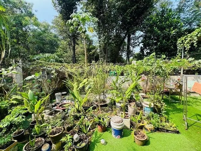 Biệt Thự Phúc Hải 240M2 Ngang 12M Giá Siêu Ngộp 8,5 Tỷ Sổ Sẵn Đầu Tư