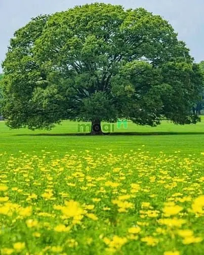 🧧Khai Xuân Bính Ngựa 2026! 📣Chiêu Binh Mãi Mã -Tuyển Dụng Năm Mới