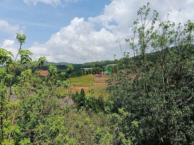 Bán Đất 557M View Rừng Thông Mặt Tiền Đường Cạnh Mây Lang Thang Đà Lạt