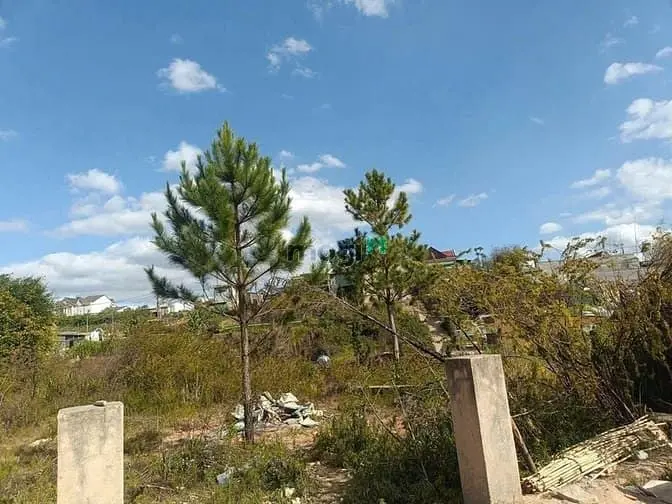 Bán Đất Biệt Thự Đường Ô Tô View Đẹp Ngay Thị Trấn Lạc Dương Đà Lạt