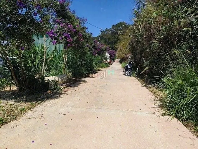 Bán Đất View Rừng Thông Đường Ôtô Hoàng Hoa Thám Đà Lạt, Dt 513M2 N17M