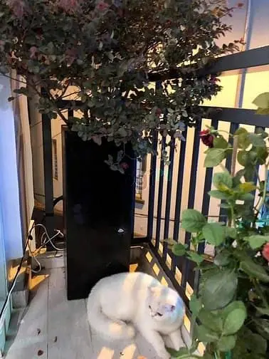 Siêu Phẩm Vị Thế Trung Tâm Phú Nhuận - 2 Mặt Tiền Đường Hoa – Phan Xíc