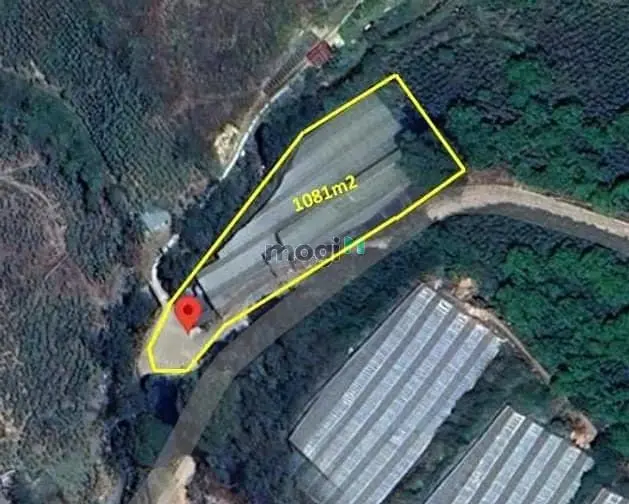 Bán Đất Nông Nghiệp 1018M2 Măng Lin Đà Lạt, View Đồi Thông Đường Ô Tô