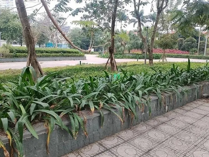 Bán Gấp Lk Gleximco 113M2,Mặt Tiền 6M,Sổ Đỏ,Giá 21 Tỉ,Vị Trí Đẹp!