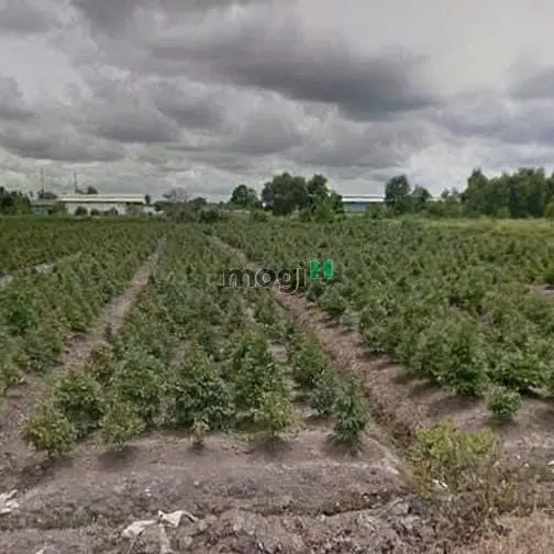 Bán Đất Nông Nghiệp Mặt Tiền Đường Ở Xã Bình Lợi Huyện Bình Chánh