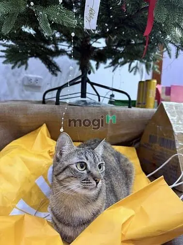 Cc Bán 2Pn 83M² Goldmark City 6,83 Tỷ Trung Tâm Mỹ Đình, Giáp Cầu Giấy