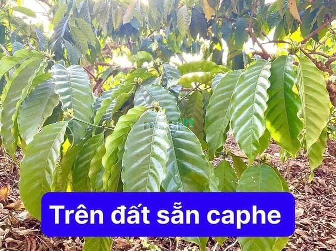 Bán 1124M2 Đất Cận Hồng Cư M’gar, Daklak Chỉ 240 Tr