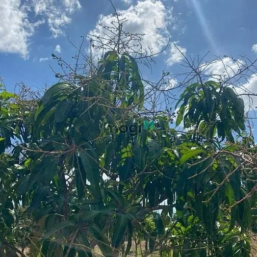 Giảm Ngay 200Tr Đất Vườn Xoài Đang Thu Hoạch Tại X.sông Bình, Bắc Bình