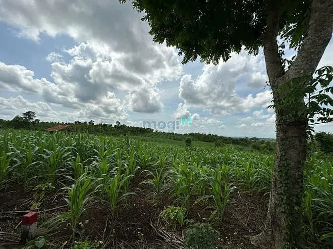 Bán Đất Tam Giang - Krông Năng-Đắk Lắk