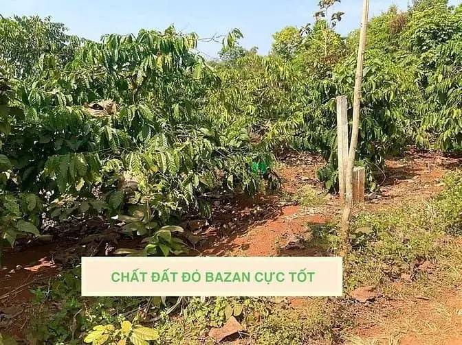 Bán Đất 266M2 Có 60M Thổ Cư Đất Đỏ Bazan 40 Góc Café Đang Thu Giá 289