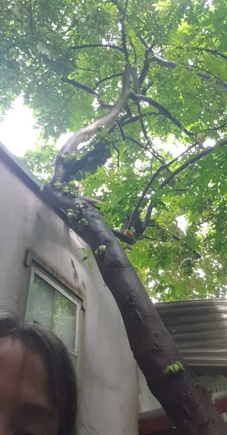 Ngõ Rộng, Sân Vườn . Phòng Trọ Mới Xây Tại Đường Nguyễn Đức Cảnh , Tương Mai, Tp Hà Nội