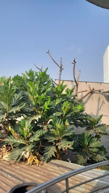 Cho Thuê Nhà Chính Chủ Ở Thủ Đức