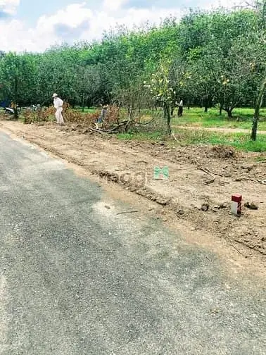 Tôi Cần Bán Nhanh Miếng Đất Có Sẵn Vườn Bưởi 7000 Mét Giá Rẽ