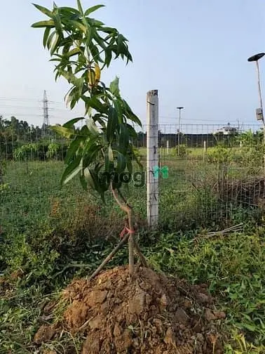 Bình Chánh Dt 1.400M², Mặt Tiền Rộng 16,35M. Chỉ 6 Tỷ