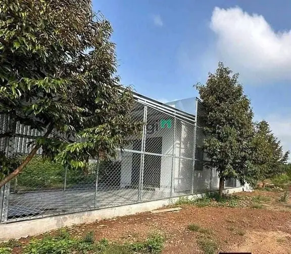 Chủ Cần Bán Nhanh Vườn Sầu Riêng 1.145M² Tại Phước Thành – Giá Chỉ 480