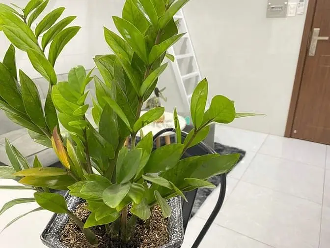 Cho Thuê Phòng Dạng Duplex Tuyệt Đẹp